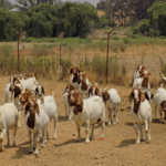 Boer goats