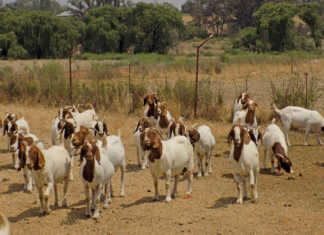 Boer goats