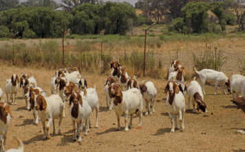 Boer goats