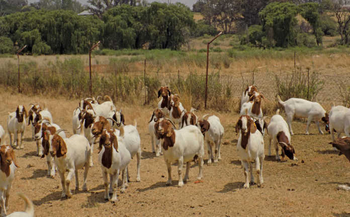 Boer goats