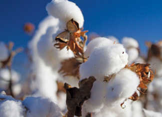 Cotton crop