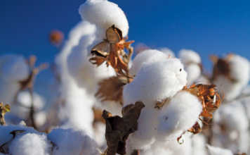 Cotton crop