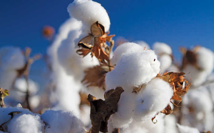 Cotton crop