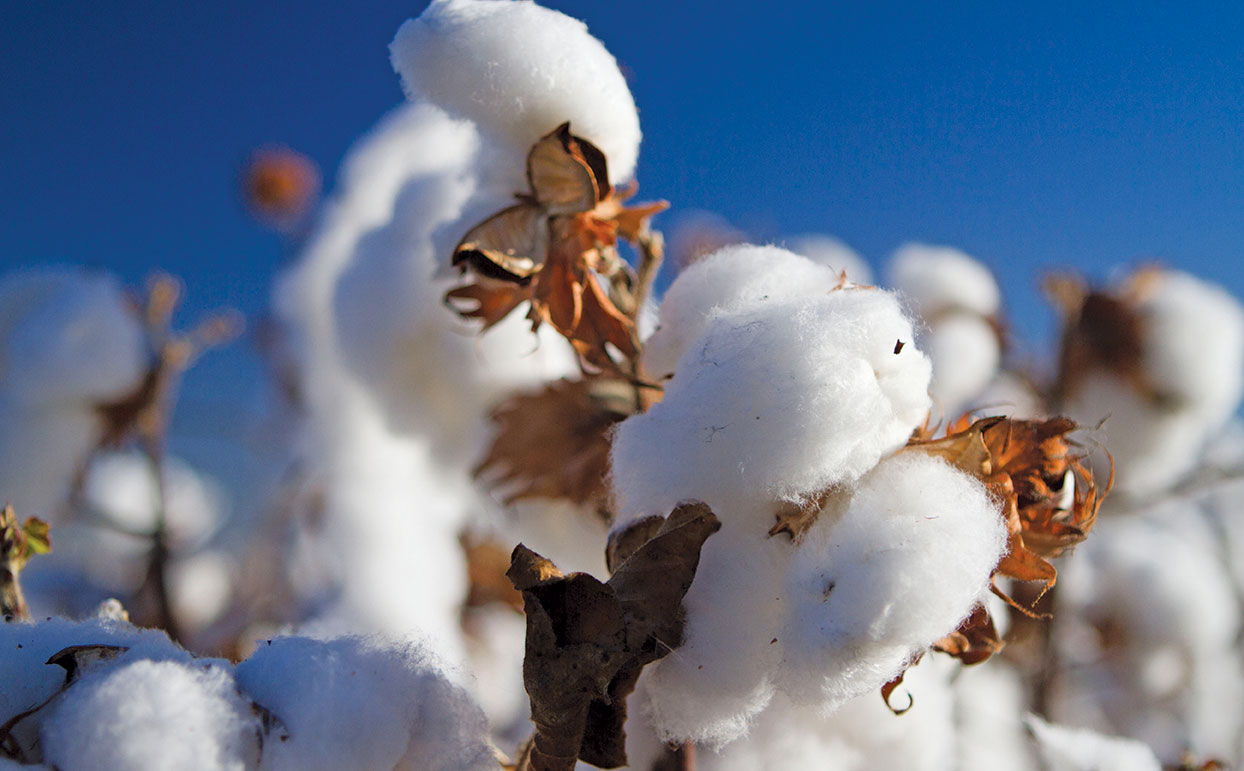 Cotton crop