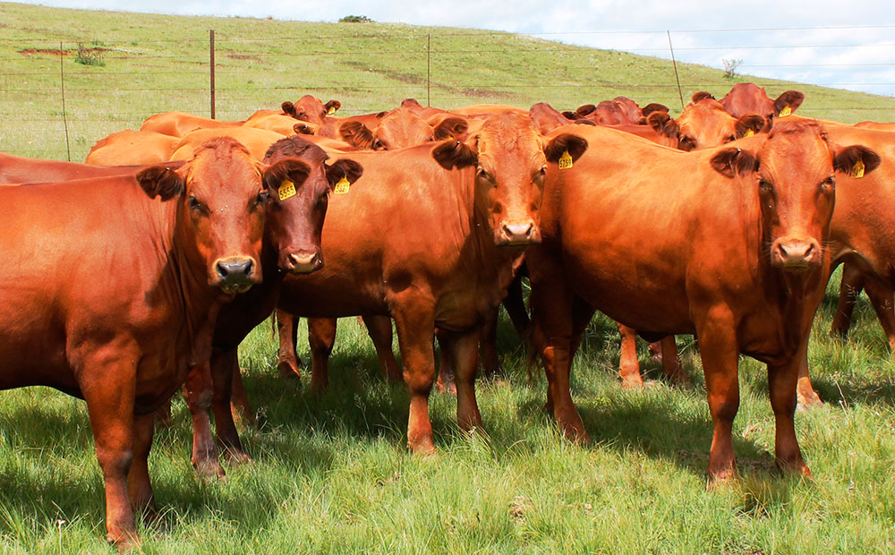 SA successfully negotiates resumption of most agri exports