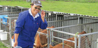 The benefits of feeding dairy calves milk only once a day