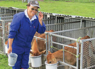 The benefits of feeding dairy calves milk only once a day