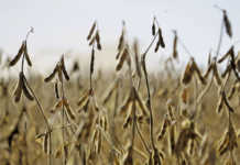 ‘Soya levy could boost SA’s competitiveness’