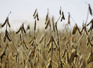 ‘Soya levy could boost SA’s competitiveness’