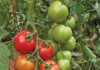 Growing tomatoes: know the varieties