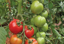 Growing tomatoes: know the varieties