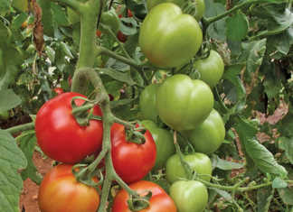Growing tomatoes: know the varieties