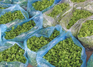 Vegetable seedlings