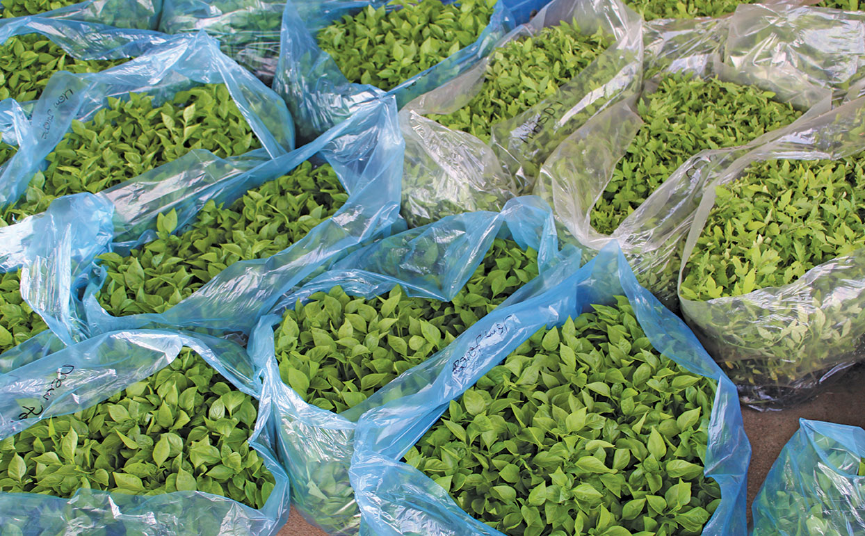 Vegetable seedlings