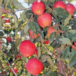 Fruit farmers open hearts to Karoo counterparts