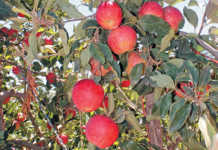 Fruit farmers open hearts to Karoo counterparts