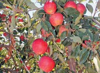 Fruit farmers open hearts to Karoo counterparts