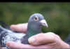 Top Belgian racing pigeon sold for R20 million Top Belgian racing pigeon sold for R20 million