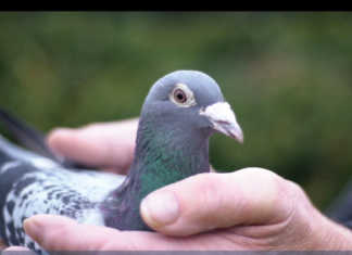 Top Belgian racing pigeon sold for R20 million Top Belgian racing pigeon sold for R20 million
