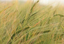 Barley crop