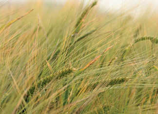 Barley crop