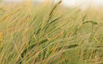 Barley crop