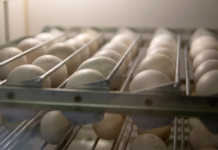 Reducing egg contamination in a hatchery