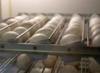 Reducing egg contamination in a hatchery