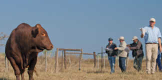 Frontier Bonsmaras’ strategy for sold-out auctions