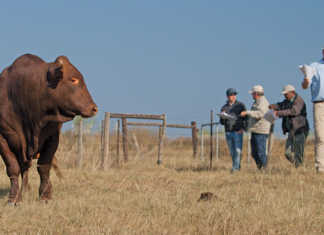 Frontier Bonsmaras’ strategy for sold-out auctions