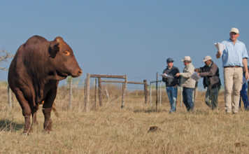 Frontier Bonsmaras’ strategy for sold-out auctions Frontier Bonsmaras’ strategy for sold-out auctions