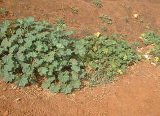 Getting ready to plant cucurbits