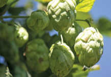 Marginal growth for Distell despite tough challenges