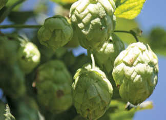 Marginal growth for Distell despite tough challenges Marginal growth for Distell despite tough challenges