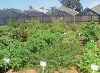 Nematodes’ negative impact on African leafy vegetables