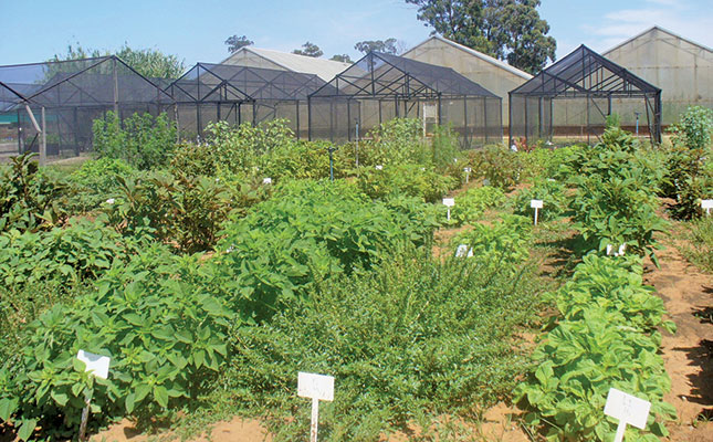 Nematodes’ negative impact on African leafy vegetables Nematodes’ negative impact on African leafy vegetables
