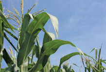 Grain SA’s farmer development programme bears fruit Grain SA’s farmer development programme bears fruit