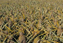 How a small farmer became SA’s biggest pineapple producer