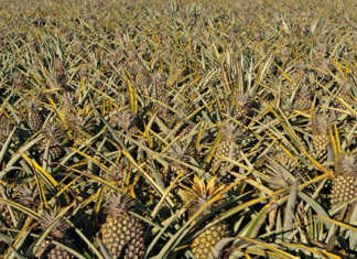 How a small farmer became SA’s biggest pineapple producer