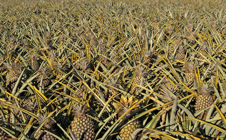 How a small farmer became SA’s biggest pineapple producer