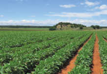 Soya bean crop