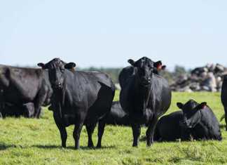 Spotlight on US’s proposed ‘green’ economic reform policy Spotlight on US’s proposed ‘green’ economic reform policy