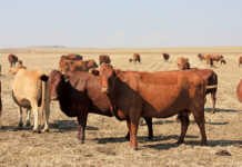 Brucellosis can bankrupt you. Don't let it!