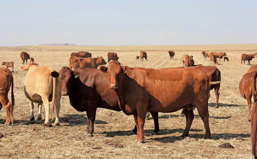 Brucellosis can bankrupt you. Don't let it!