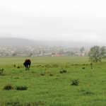 New farmers require “compassionate” financing - Mlengana