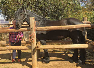 How to build a horse crush