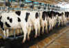 Chinese demand for dairy continues to rise Chinese demand for dairy continues to rise