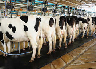 Chinese demand for dairy continues to rise Chinese demand for dairy continues to rise