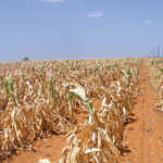‘Drought has created a perfect storm for SA banks’