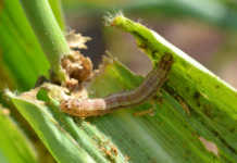 High presence of fall armyworm moths in the Western Cape